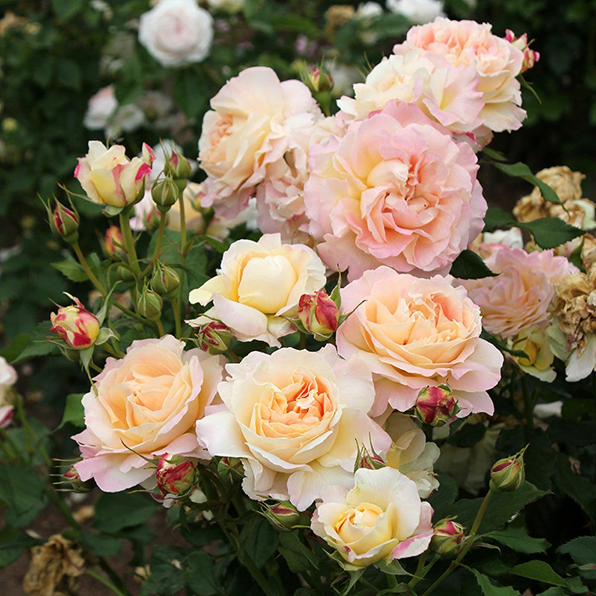 バラ苗 【カンパネルラ】 (大苗) フロリバンダ 四季咲き 中輪 複色系