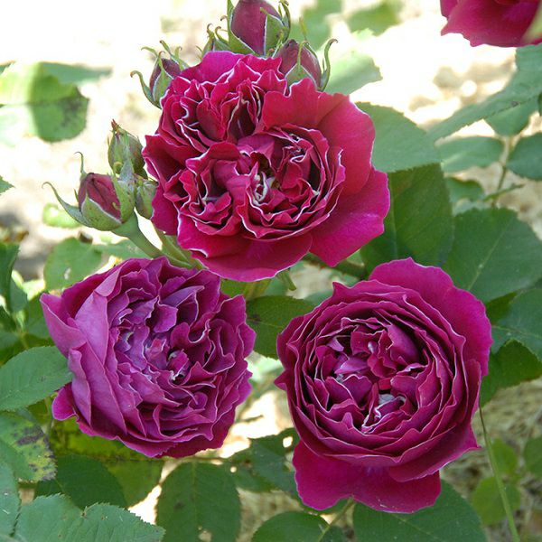 バラ苗バロンジロードラン