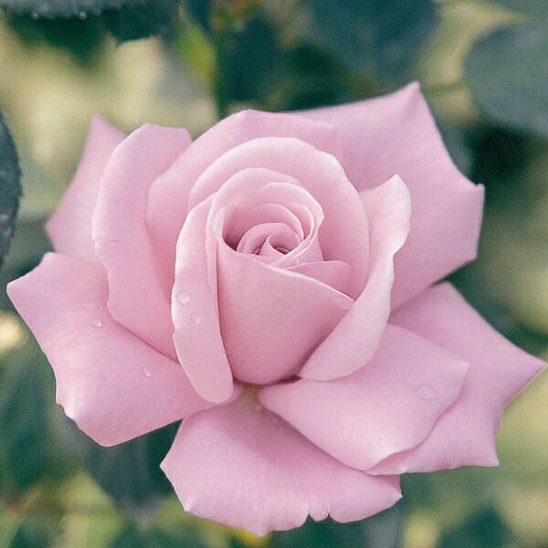 バラ苗ブルーライト