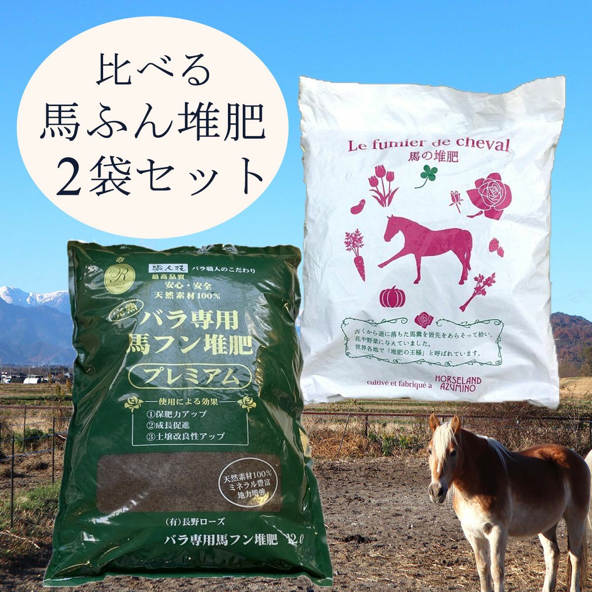 予約苗 バラ苗 【パープルタイガー】 (新苗) フロリバンダ 四季咲き 中