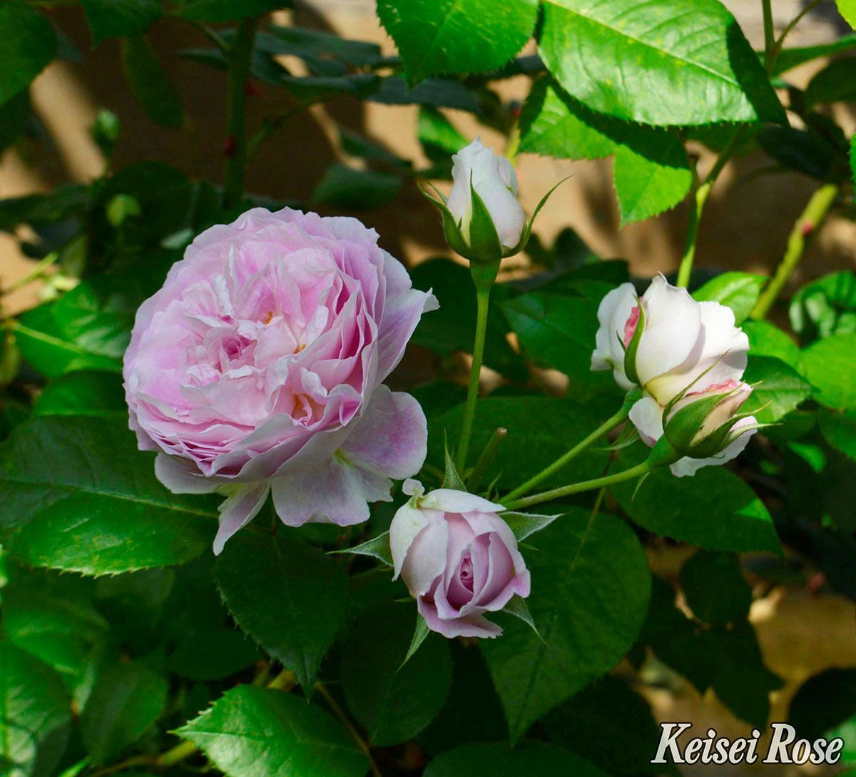 バラ苗エーデルシュタイン