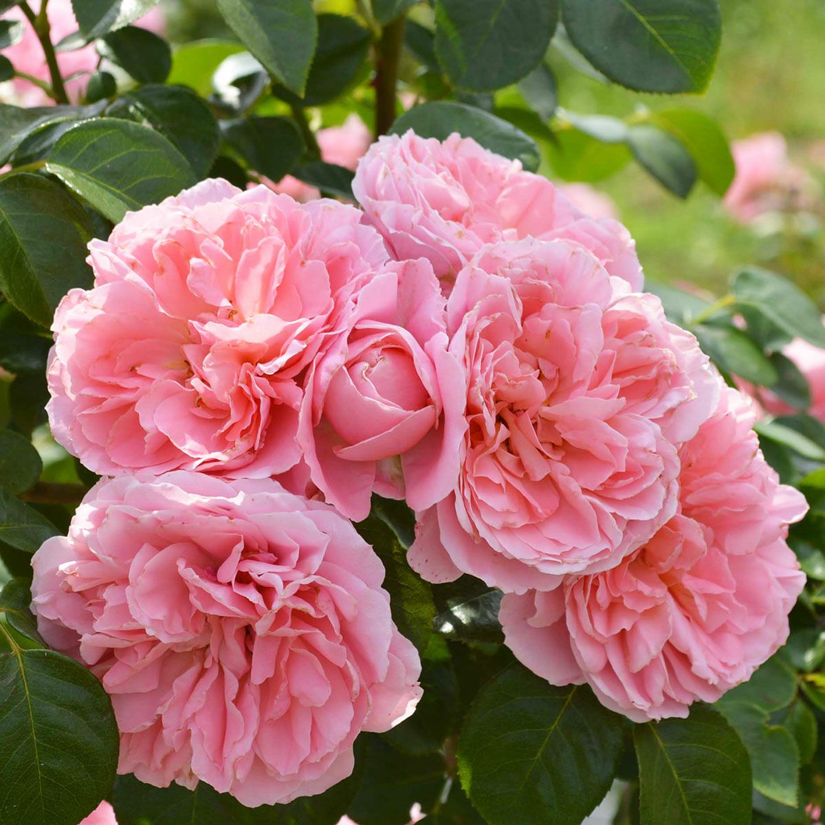 バラ苗 【桜衣 (さくらごろも)】 (新苗) つるバラ 返り咲き 中輪
