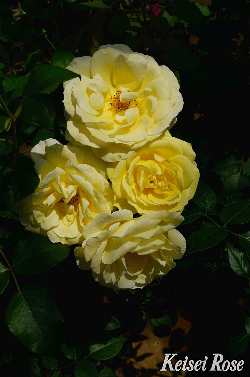 バラ苗イルミナーレ