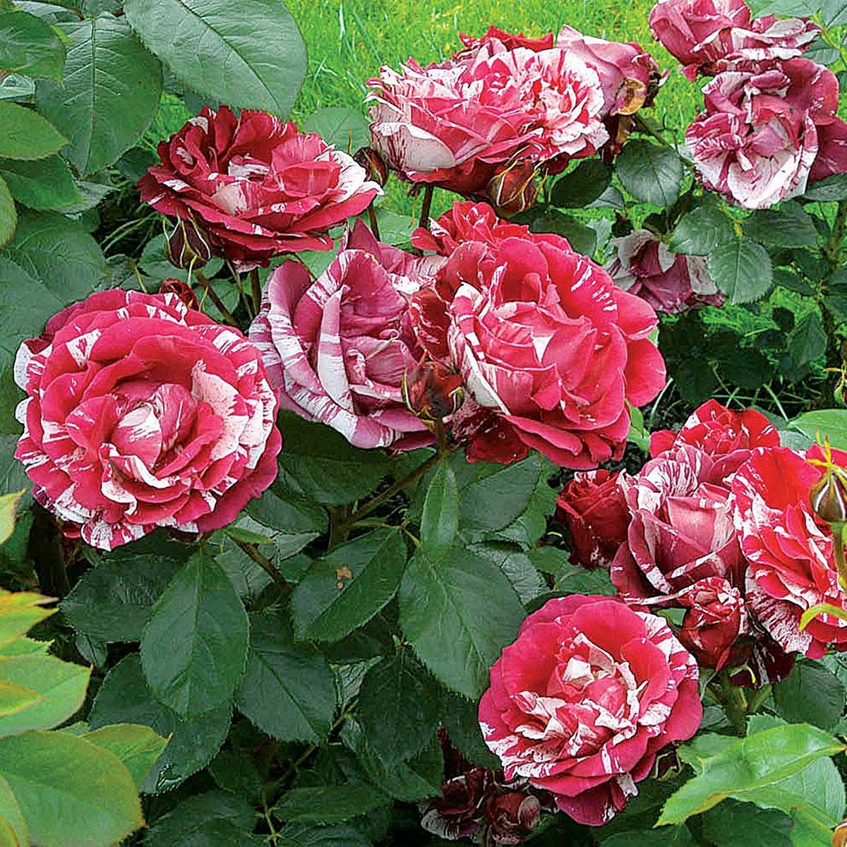 予約苗 バラ苗 【アンリマチス】 (新苗) シュラブ 半つる性 四季咲き