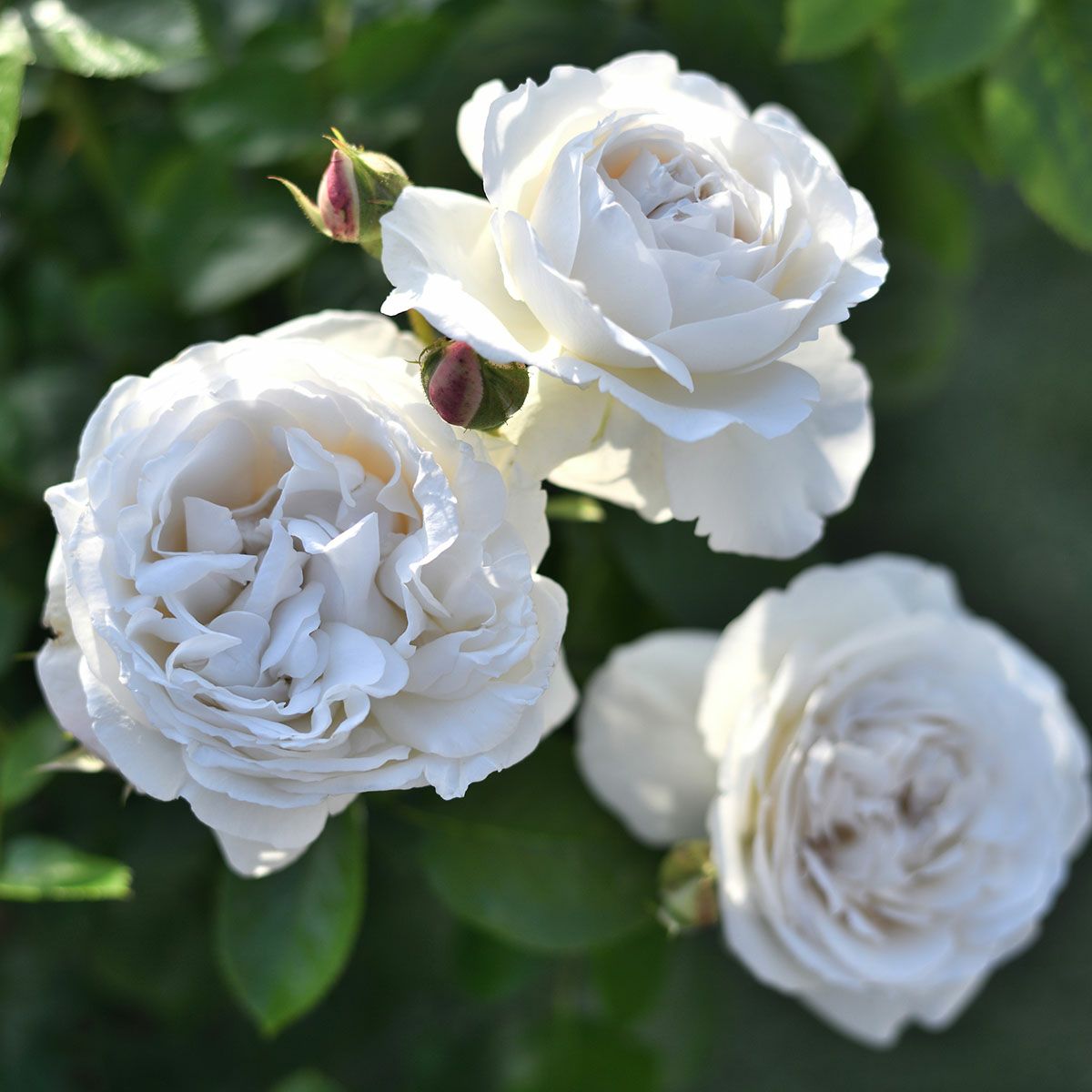 予約苗 バラ苗 【パブロワ】 (新苗) シュラブ 半つる性 四季咲き 大輪