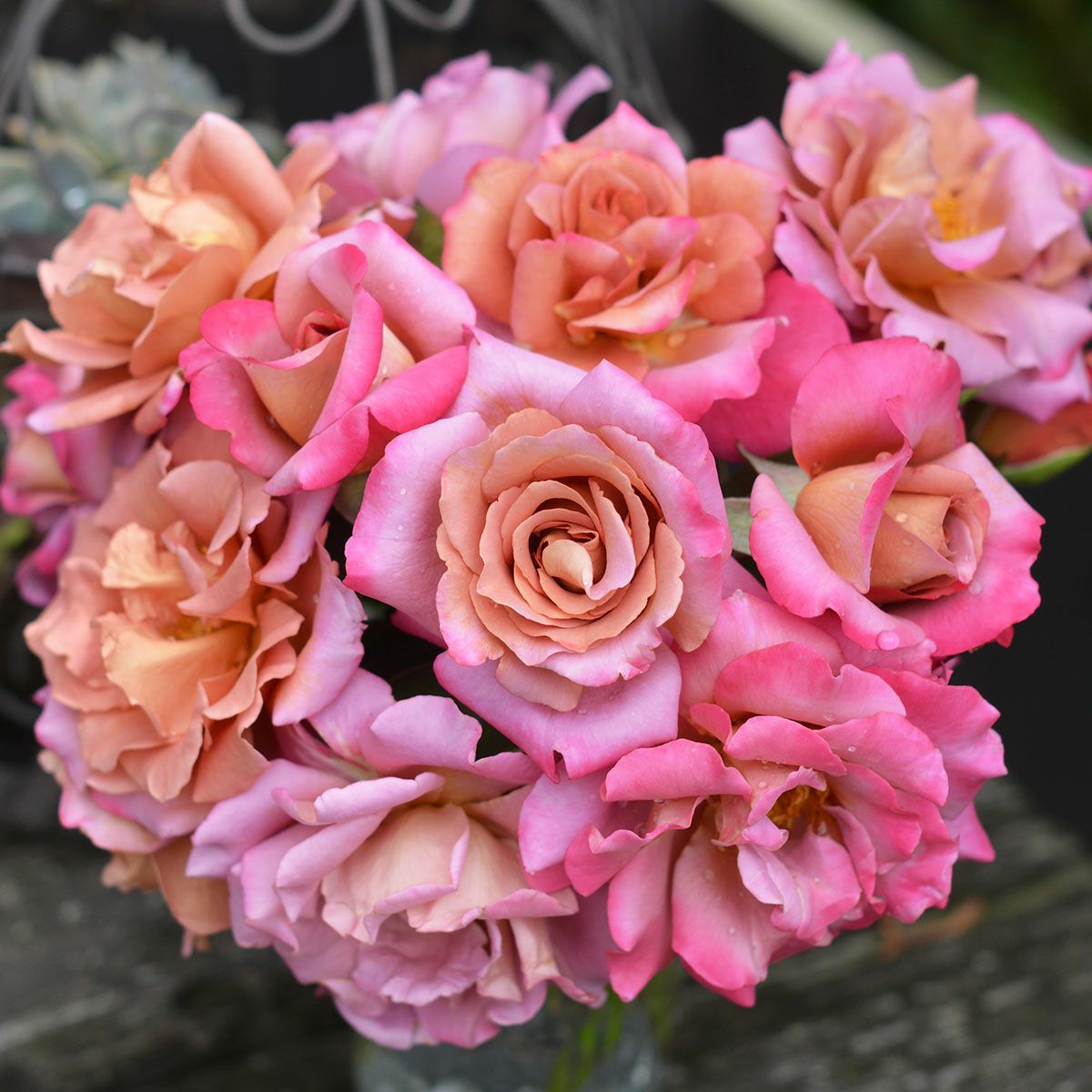 予約苗 バラ苗 【ドレープ】 (新苗) フロリバンダ 四季咲き 中輪