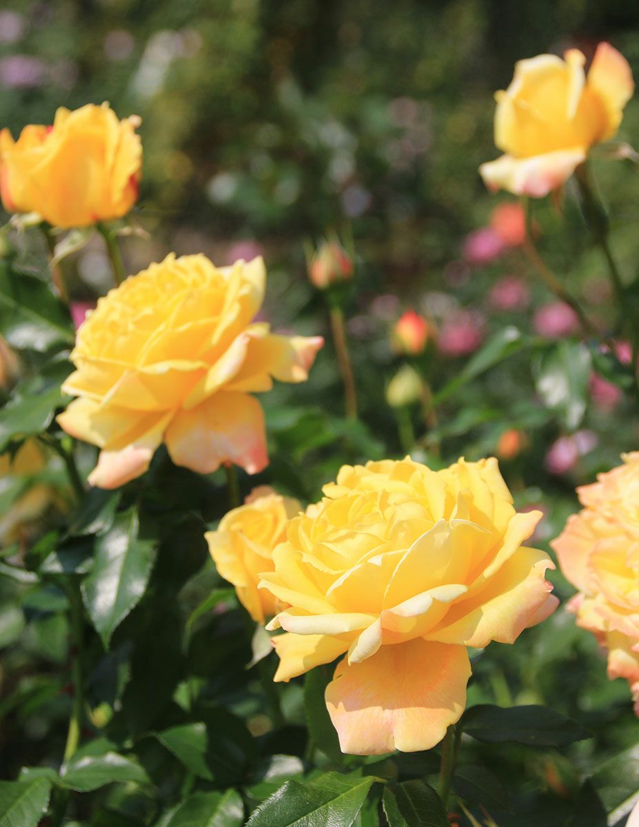 バラ苗トロピカルシャーベット