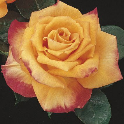 バラ苗クリスエバート