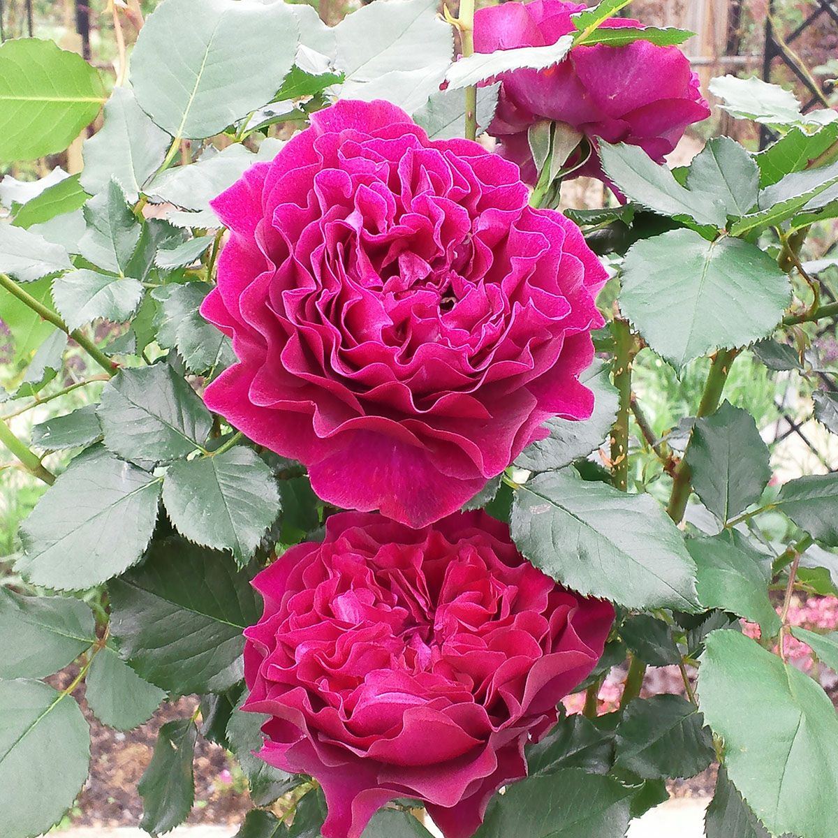 新苗4号角鉢(禅ローズ) | THE ROSE SHOP|バラ専門店 ザローズショップ 新苗4号角鉢(禅ローズ) | THE ROSE SHOP|バラ専門店 ザローズショップ