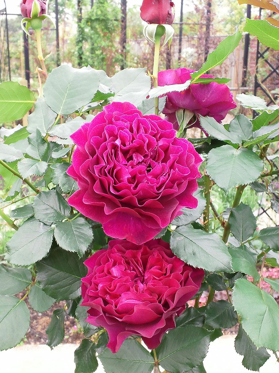 バラ苗ベルベティトワイライト