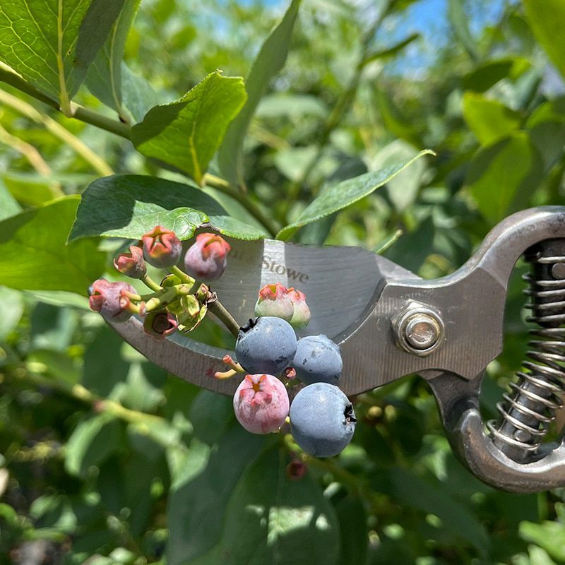 【剪定ばさみ】ケント＆ストー Traditional Bypass Secateurs 