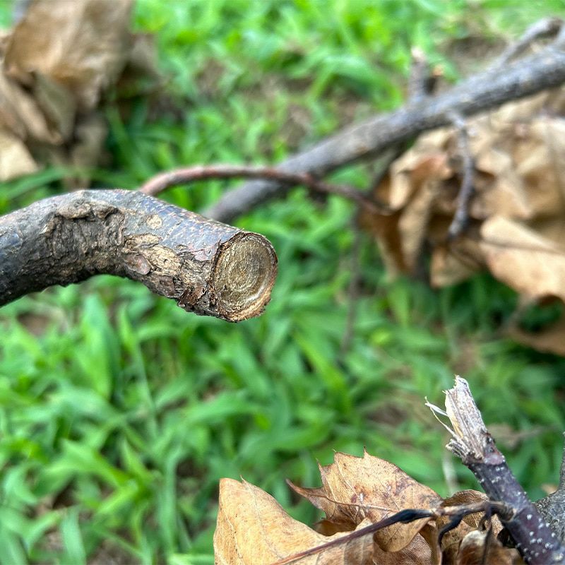 【枝切ばさみ ロッパー 伸縮式】ケント＆ストー Telescopic Anvil Secateurs 
