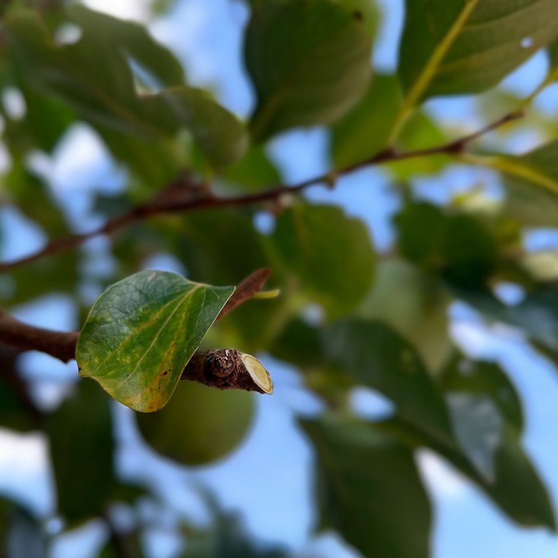 【生木 枝切ばさみ 剪定】ケント＆ストー Bypass Loppers