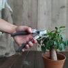 【左利き用 剪定ばさみ】ケント＆ストー Left-handed secateurs