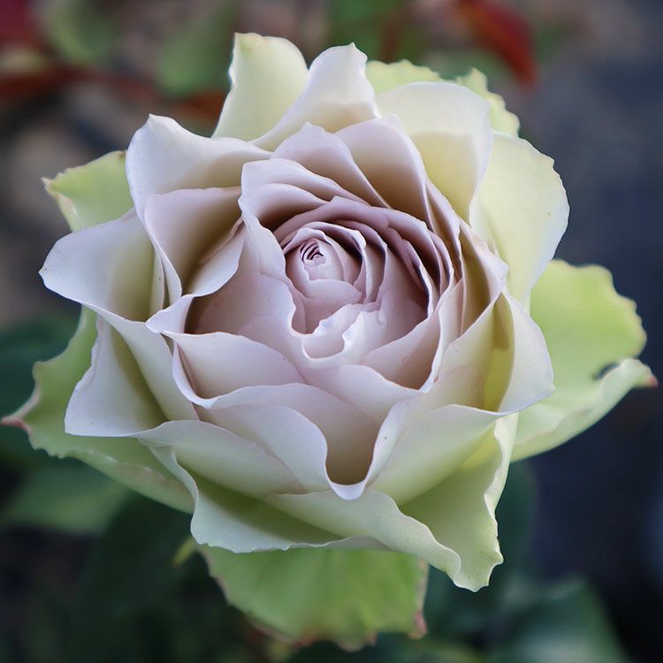 予約新苗 | THE ROSE SHOP｜バラ専門店 ザローズショップ 本店 - バラ