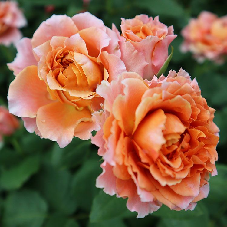 予約新苗 | THE ROSE SHOP｜バラ専門店 ザローズショップ 本店 - バラ