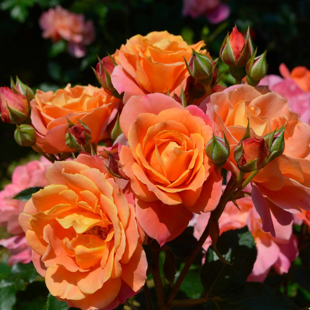 バラ苗ディズニーランドローズ