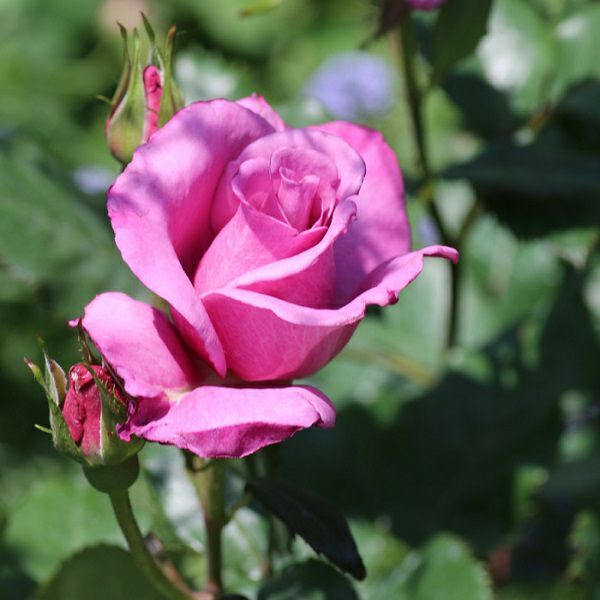 アウトレット】バラ苗 | THE ROSE SHOP｜バラ専門店 ザローズショップ