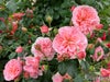 バラ苗桜衣