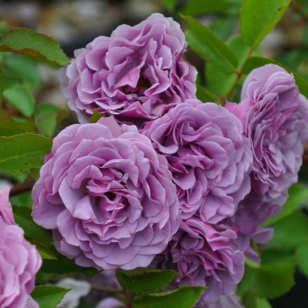 バラ苗 【シャドウオブザムーン】 (大苗) フロリバンダ 四季咲き 小中