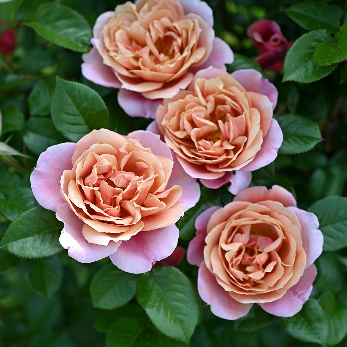 予約苗 バラ苗 【ピンクビンテージ】 (大苗裸苗) ハイブリッドティー