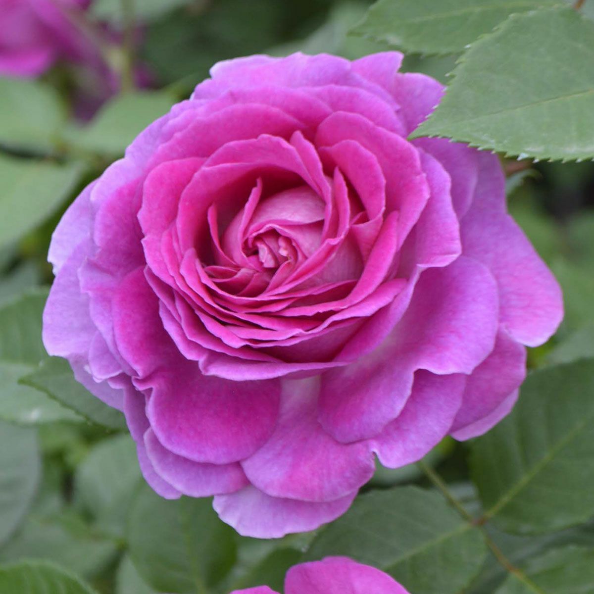 ピンク系のバラ | THE ROSE SHOP｜バラ専門店 ザローズショップ 本店