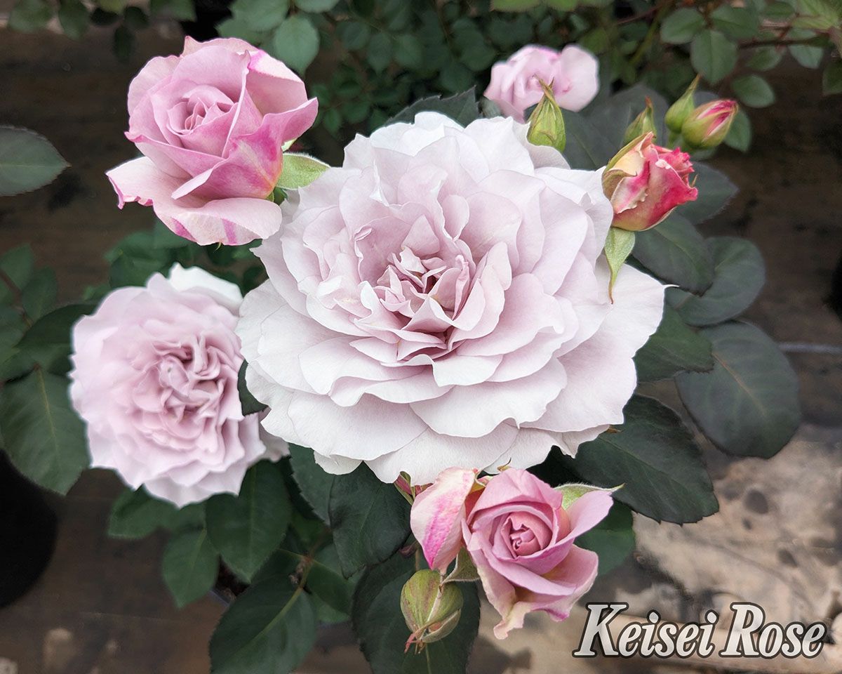 バラ苗令の風（れいのかぜ）