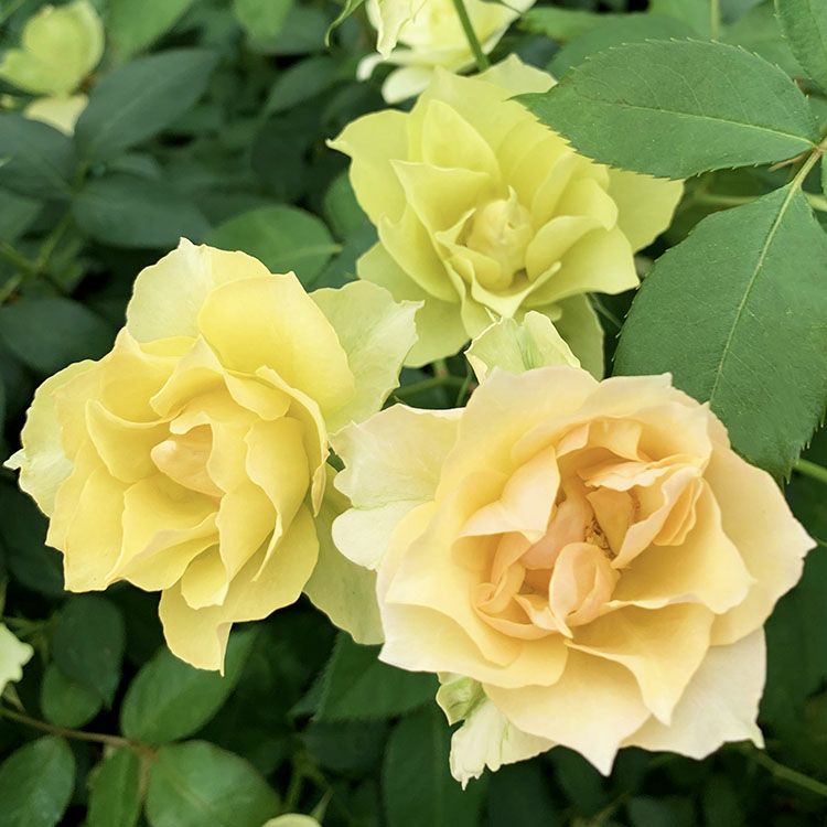 バラ苗 【コハク】 (中苗) フロリバンダ 四季咲き 中輪 黄色系 ローズ