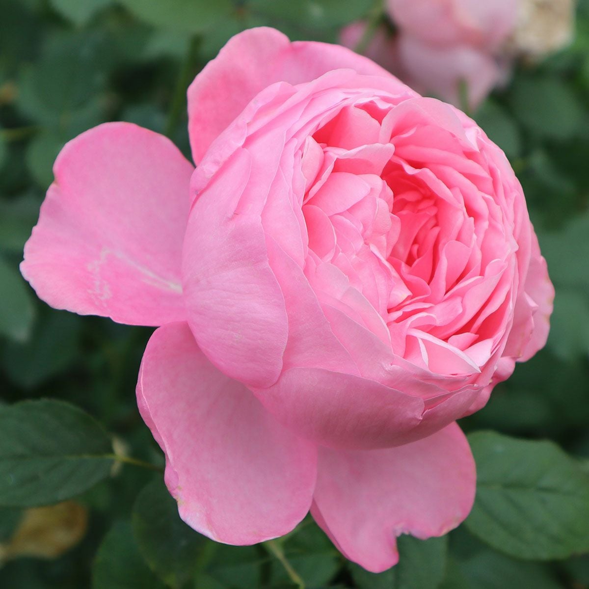 バラ苗ストロベリーシェイク