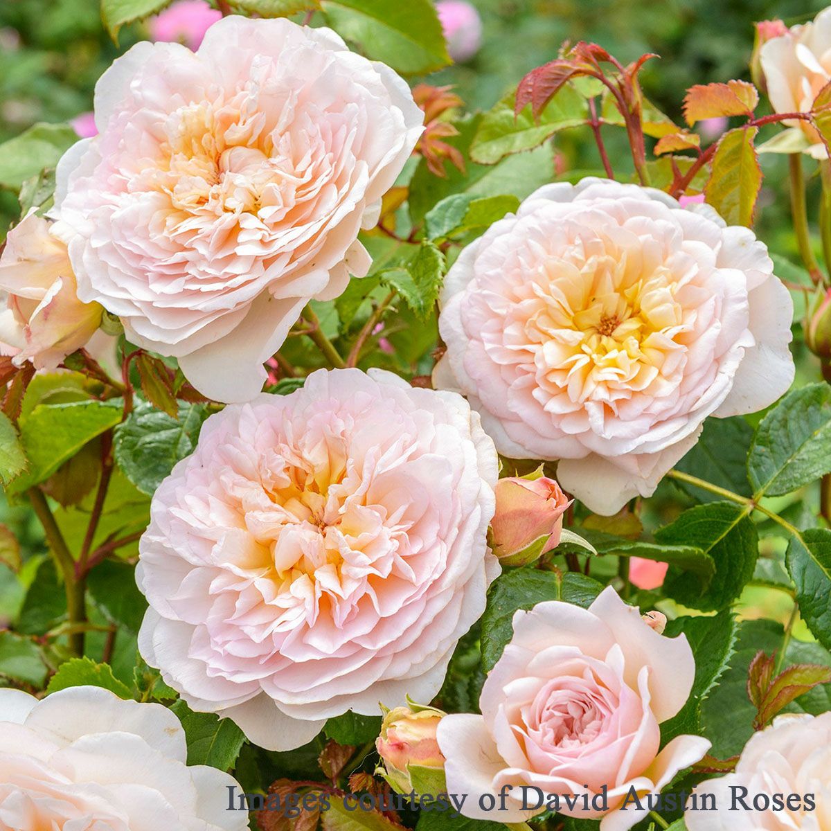 バラ苗 【エミリーブロンテ】 (大苗) シュラブ 半つる性 返り咲き 中輪