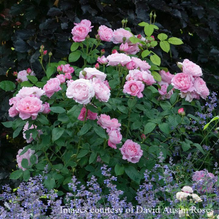 バラ苗 メアリーローズ