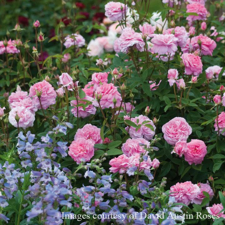 バラ苗大苗ER6L専用角鉢(イングリッシュローズ) | THE ROSE SHOP｜バラ