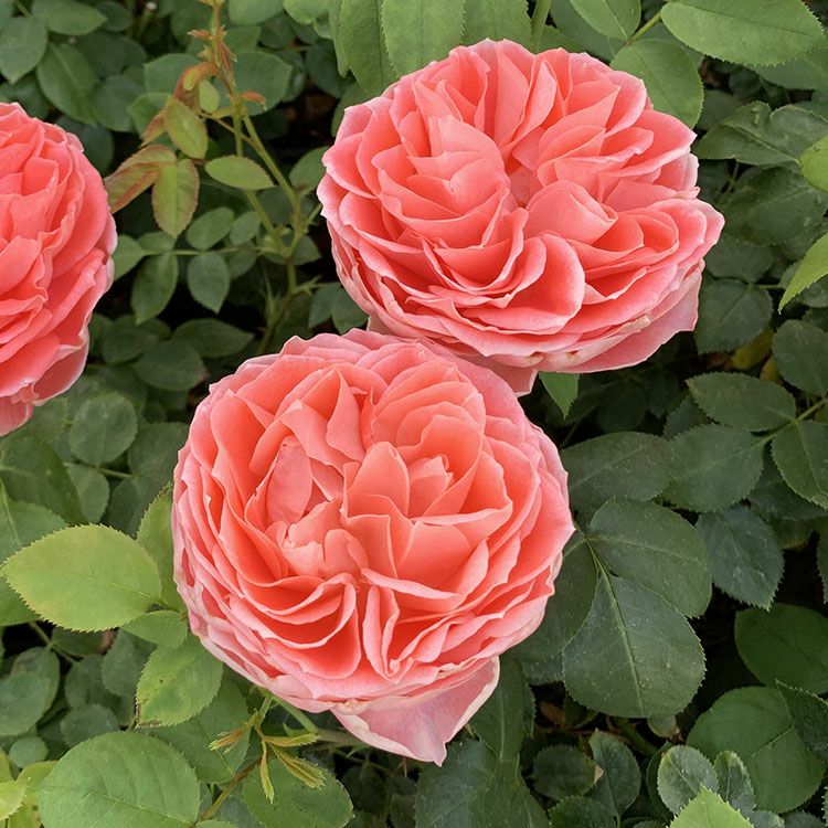 バラ苗 【珊瑚 (サンゴ)】 (大苗) フロリバンダ 四季咲き 中輪