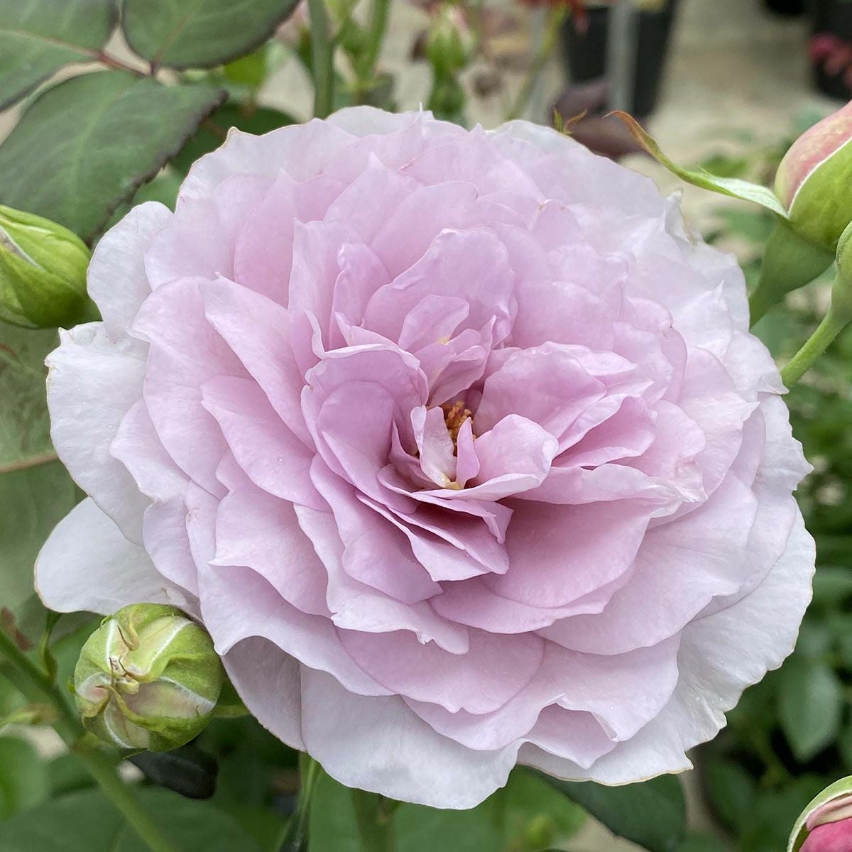 予約苗 バラ苗 【令の風 (れいのかぜ)】 (大苗裸苗) ハイブリッド