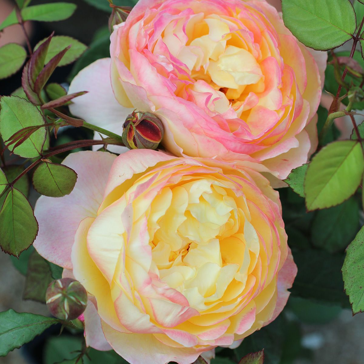 バラ苗 【オレンジフェイス】 (大苗) シュラブ 半つる性 四季咲き中輪