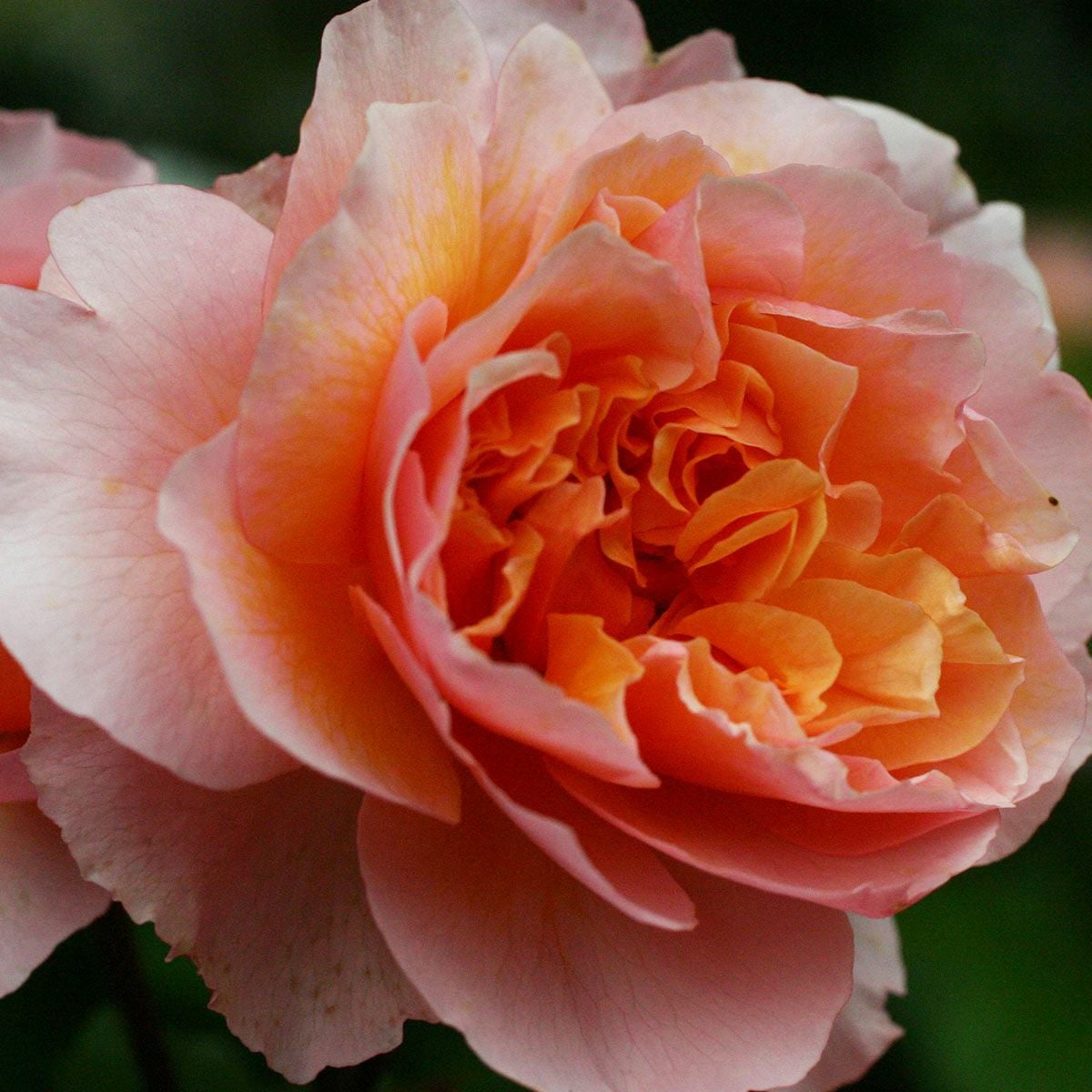 予約苗 バラ苗 【ヴェルシーニ】 (新苗) シュラブ 半つる性 返り咲き