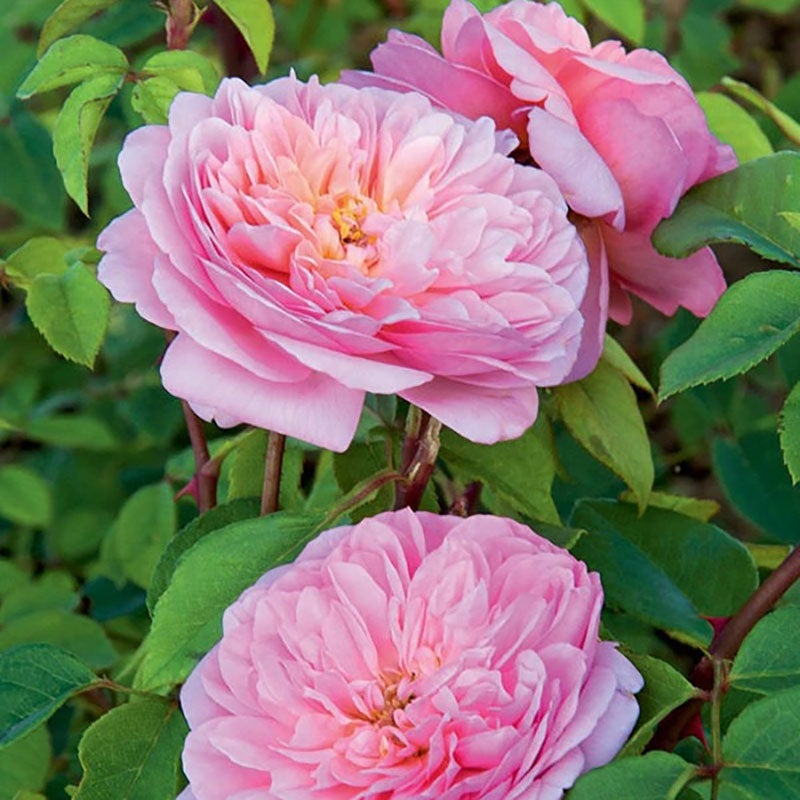 予約苗 バラ苗 【ソニアリキエル】 (新苗) シュラブ 半つる性 返り咲き