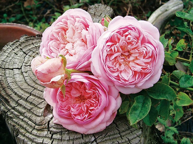 バラ苗ソニアリキエル