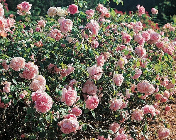 バラ苗ソニアリキエル