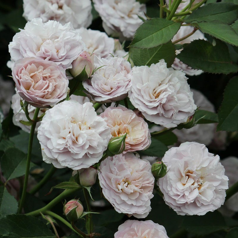 バラ苗フローレンスデルアットル