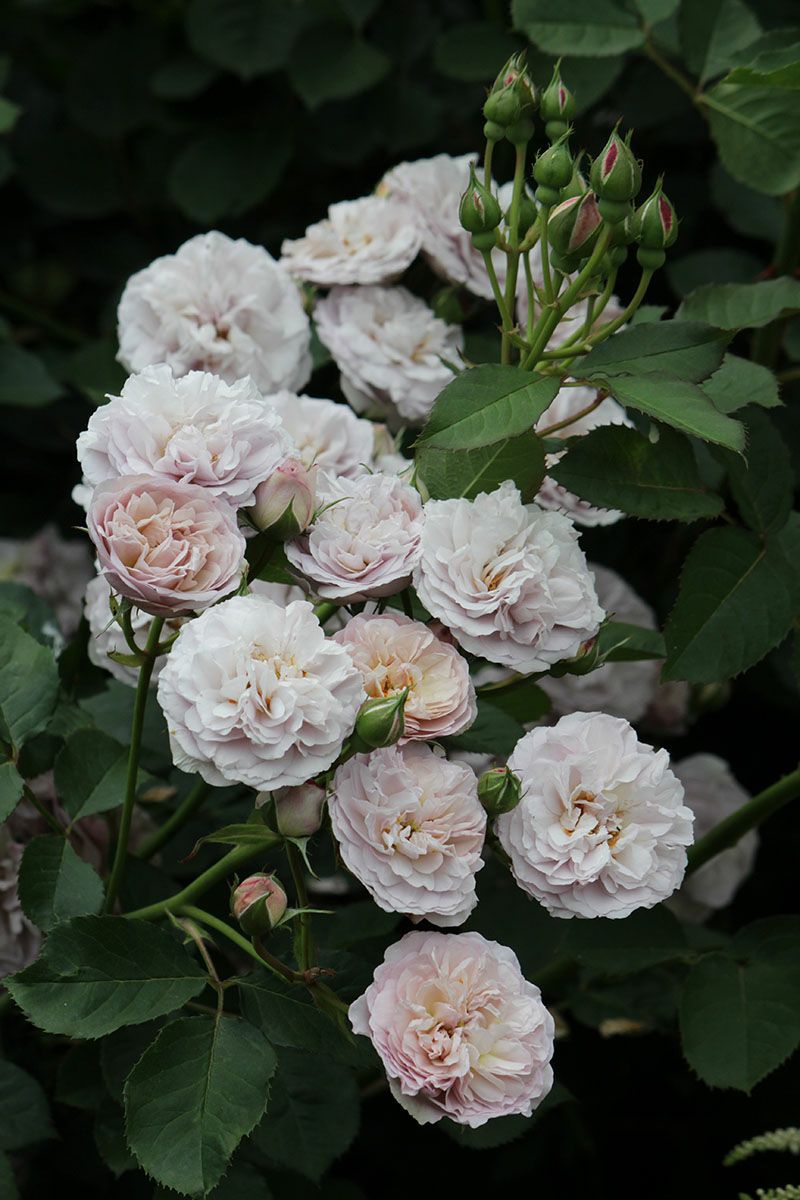 バラ苗フローレンスデルアットル