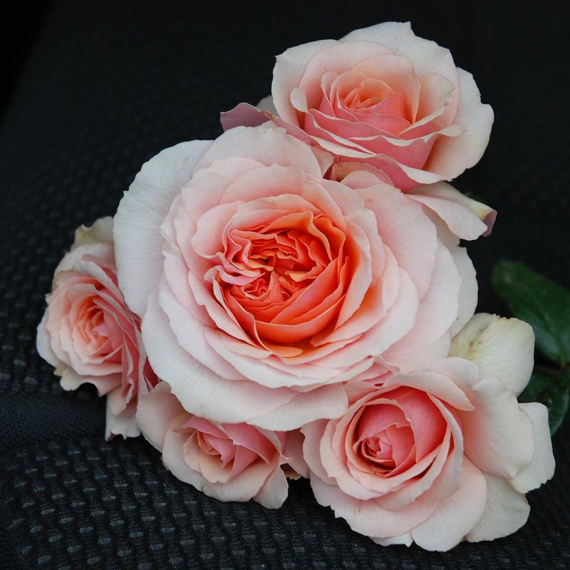 バラ苗マダムドゥスタール