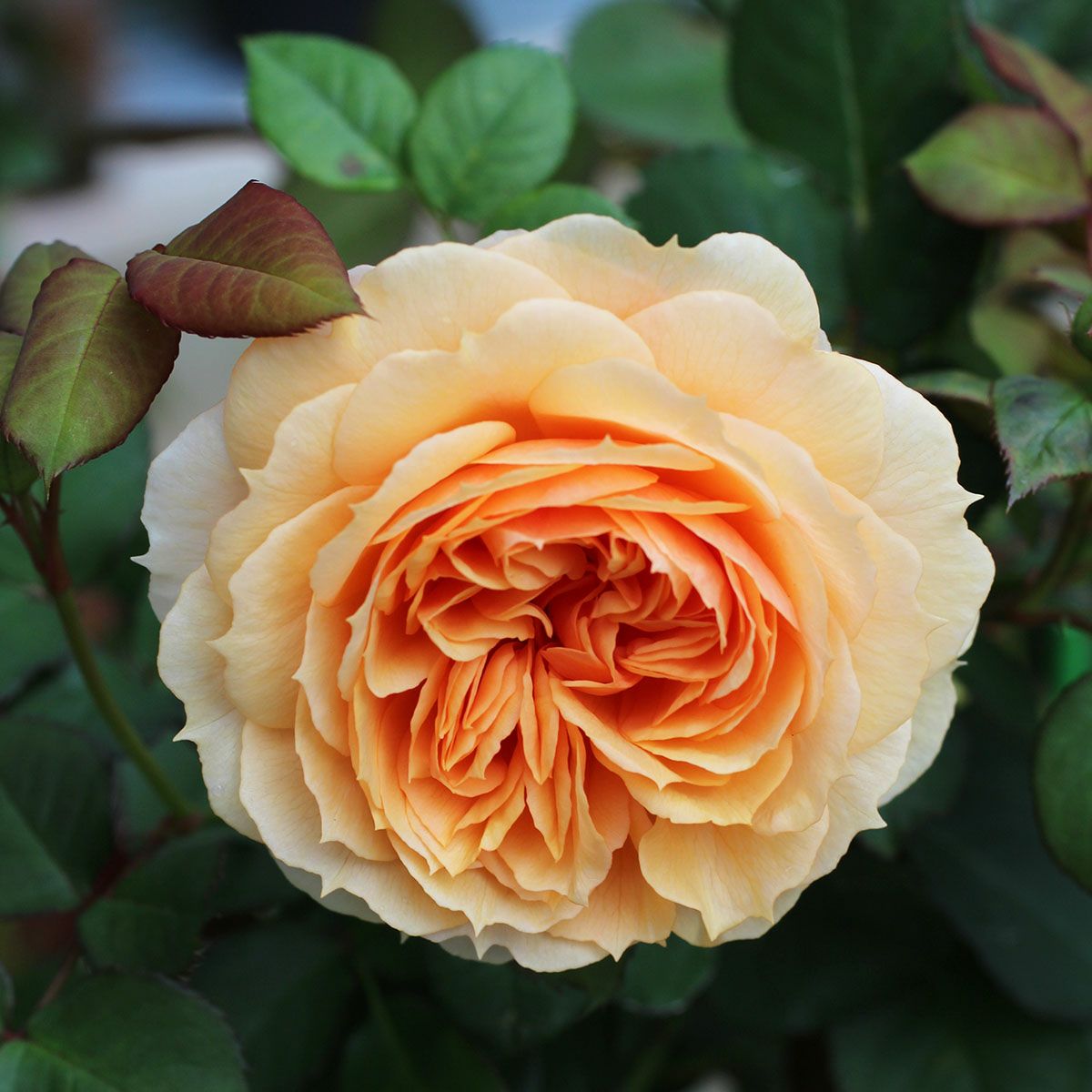 予約苗 バラ苗 【チャリティーローズ 絆 (きずな KIZUNA)】 (新苗) 半