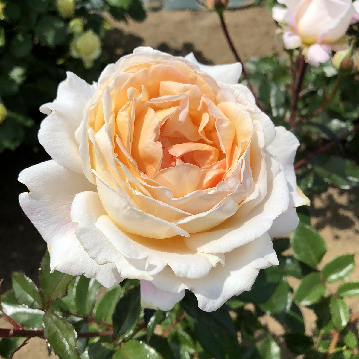 四季咲き大輪 ハイブリッドティー (HT) | THE ROSE SHOP｜バラ専門店