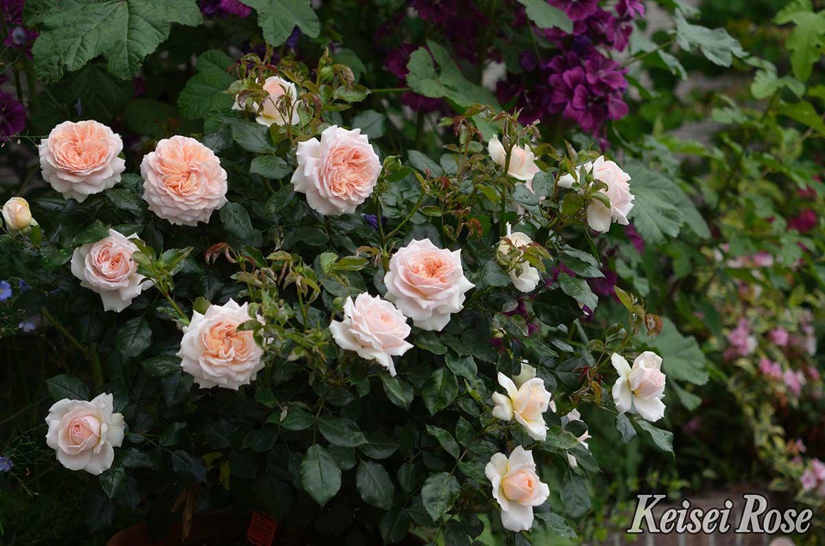 バラ苗ガーデンオブローゼズ