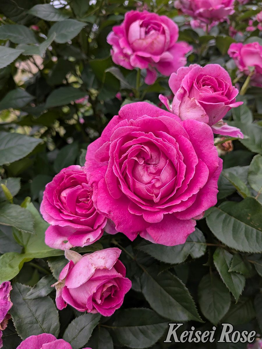 バラ苗 フォーランマリア