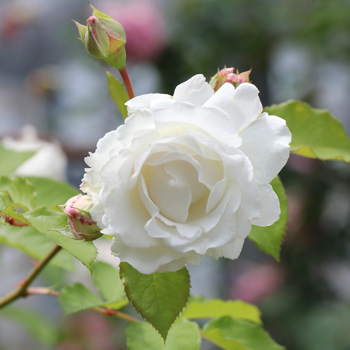 予約苗 バラ苗 【クリード】 (新苗) シュラブ 半つる性 繰り返し咲き