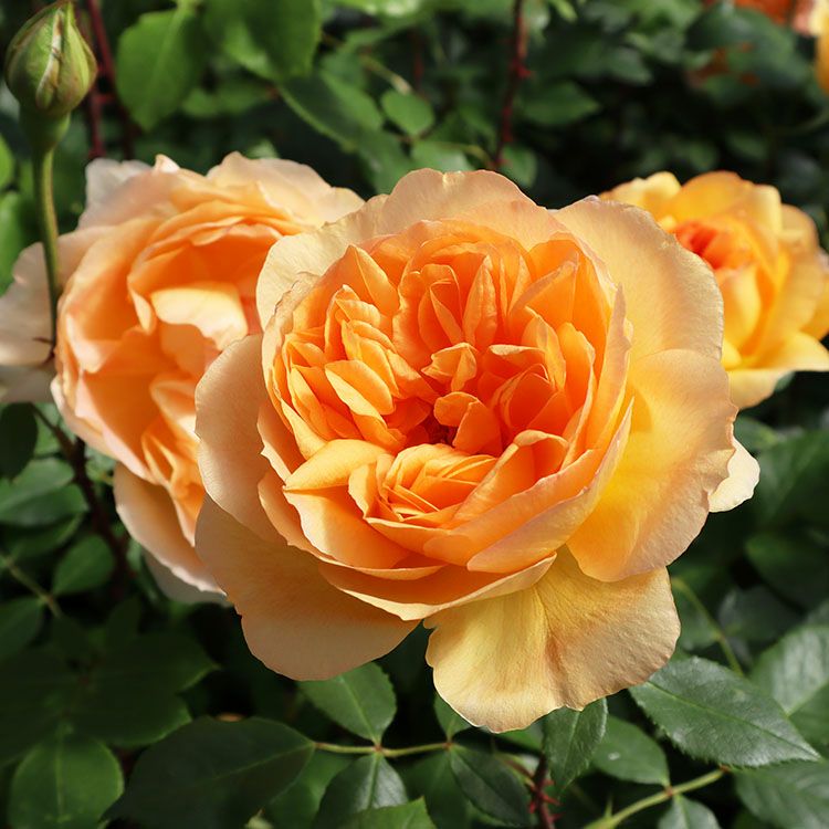 予約新苗 | THE ROSE SHOP｜バラ専門店 ザローズショップ 本店 - バラ