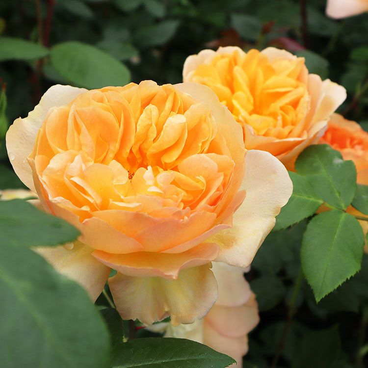 バラ苗フロンティア