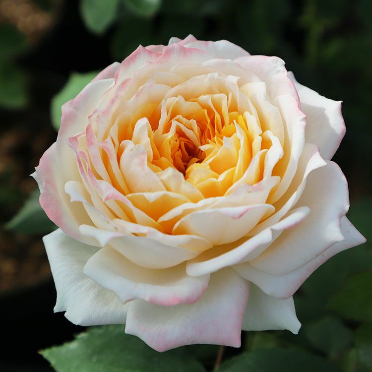 バラ苗 【プリマヴェーラ】 (大苗) ハイブリッドティー 四季咲き 大輪